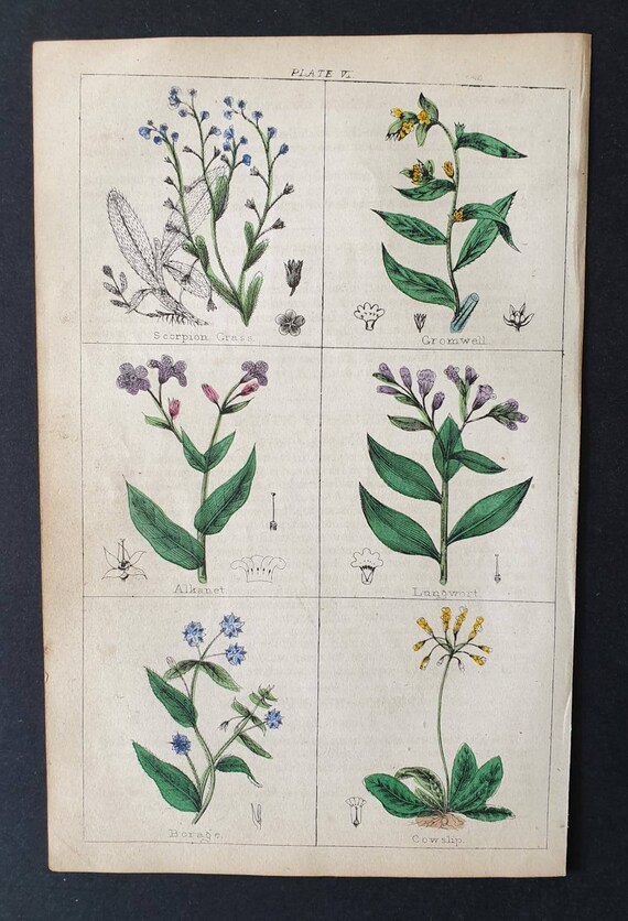 Original 1854 hand coloured botanical print