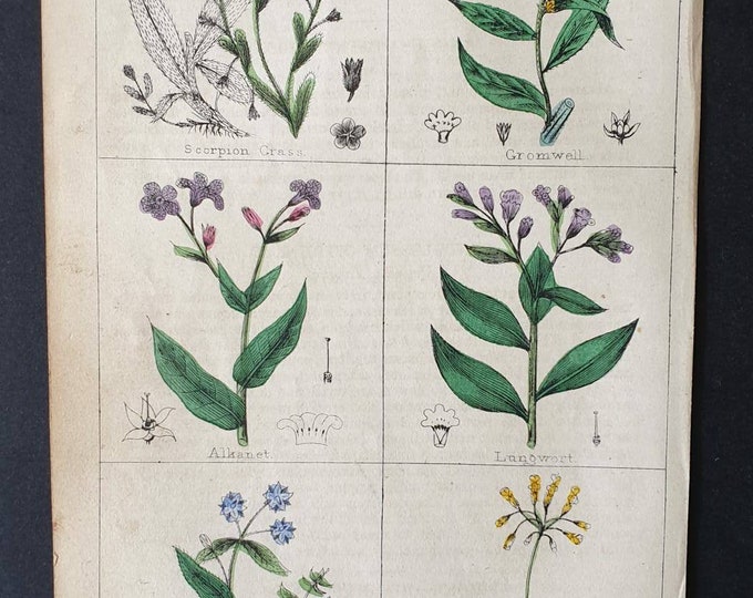 Original 1854 hand coloured botanical print