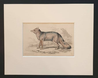 Magellanic Aguara Fox - Original 1839 hand coloured mammalia print in mount