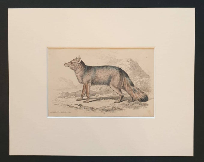 Original 1839 hand coloured mammalia print in mount - Magellanic Aguara Fox