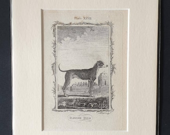 Danish Dog - Original 1791 Buffon print in mount