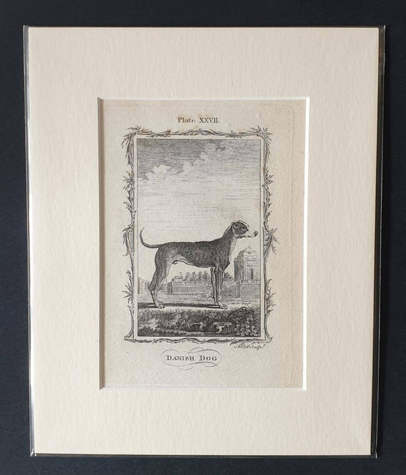 Original 1791 Buffon print in mount - Danish Dog