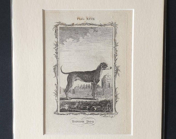 Original 1791 Buffon print in mount - Danish Dog