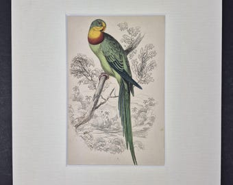Barraband Ring-Parrakeet - Original c1840 Hand Coloured Parrot in Mount