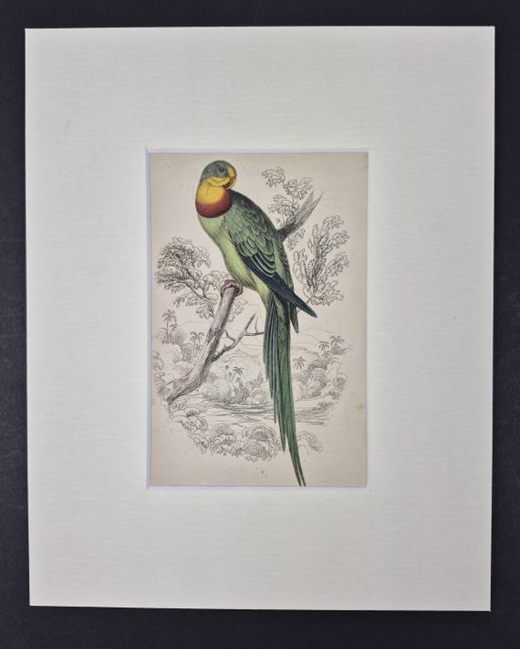 Barraband Ring-Parrakeet - Original c1840 Hand Coloured Parrot in Mount