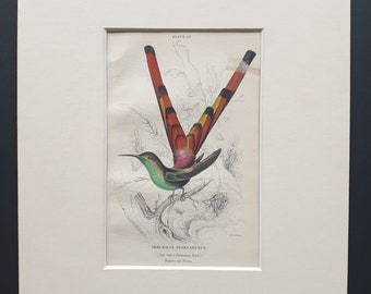 Bar Tailed Hummingbird  - Original c1840 hand coloured bird print in mount
