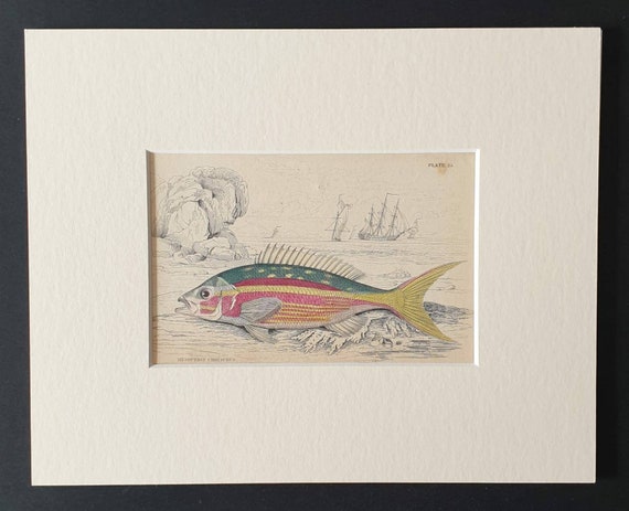 Original 1843 hand coloured fish print in mount - Golden Tailed Mesoprion