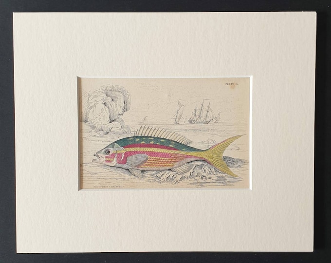 Original 1843 hand coloured fish print in mount - Golden Tailed Mesoprion