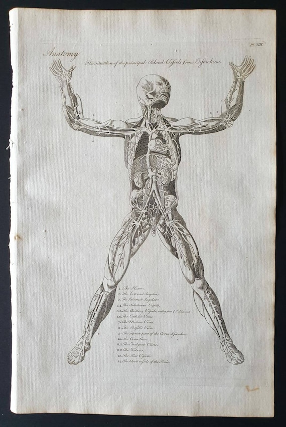 Original 1795 anatomical print - The situation of the principal Blood Vessels from Eustachius