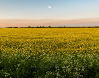 Fields Of Gold, County Carlow, Ireland Digital Prints, Irish Countryside, Digital Downloads, Print At Home, Ireland Wall Art