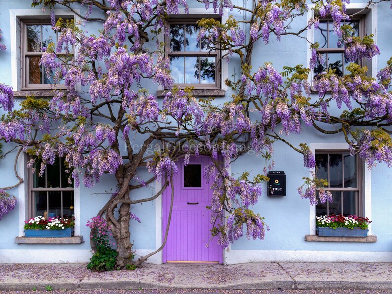 Wisteria in Kensington Print