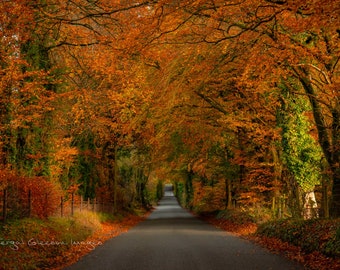 Autumn Prints, Country Road, County Wicklow, Ireland Landscapes, Digital Download, Fall Colors, Printable Wall Art