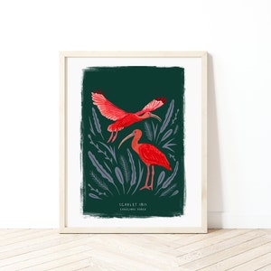 Scarlet Ibis Print, Bird Illustration, Bird Poster, Bird lovers gift, Scarlet Ibis Illustration, New home gift, Bird gift, Illustrated Birds image 1