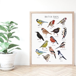 Affiche d'oiseaux britanniques, impression d'identification d'oiseau, affiche d'histoire naturelle, illustration d'oiseau, types d'oiseaux, cadeau pour les amateurs d'oiseaux, observation des oiseaux