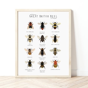 Grote Britse bijen, hommelprint, bijenposter, bijenidentificatiekaart, Britse bijen, insectenprint, soorten bijen, natuurhistorische print