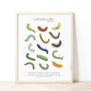 Raupe Poster, Raupe Identifikation Druck, Käfer Druck, Kinderzimmer Wandkunst, Insekten Druck, Naturgeschichte Poster, Montessori Druck