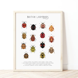 Poster britannico delle coccinelle, stampa di identificazione della coccinella, poster di storia naturale, illustrazione della coccinella, poster di insetti, arte della parete della scuola materna, natura