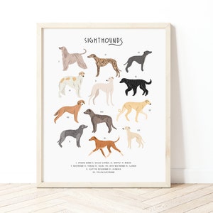 Sighthounds Print, Types of Sighthounds, Whippet Gift, Greyhound Art, Dog poster, Dog lovers gift, Sighthound gift, Dog lovers poster, Dogs image 1