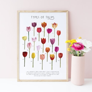 Tulpen Print, Soorten tulpen poster, Bloem print, Bloem identificatie grafiek, Tulpen cadeau, Tulpen kunst, Geïllustreerde tulpen, Bloem poster