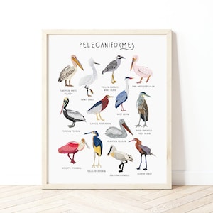 Poster del pellicano, Tipi di pellicani, Pelicaniformes, Stampa dell'airone, Stampa della spatola, Regalo dell'uccello, Tipi di uccelli, Regalo del pellicano, Arte degli uccelli tropicali