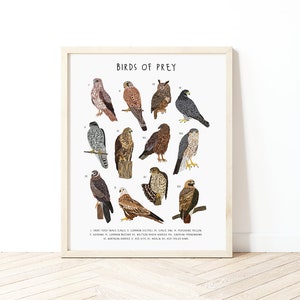 Birds of Prey Poster, Birds poster, Birds of prey identification chart, Types of birds of Prey, Birds gift, Bird chart, Bird of prey print