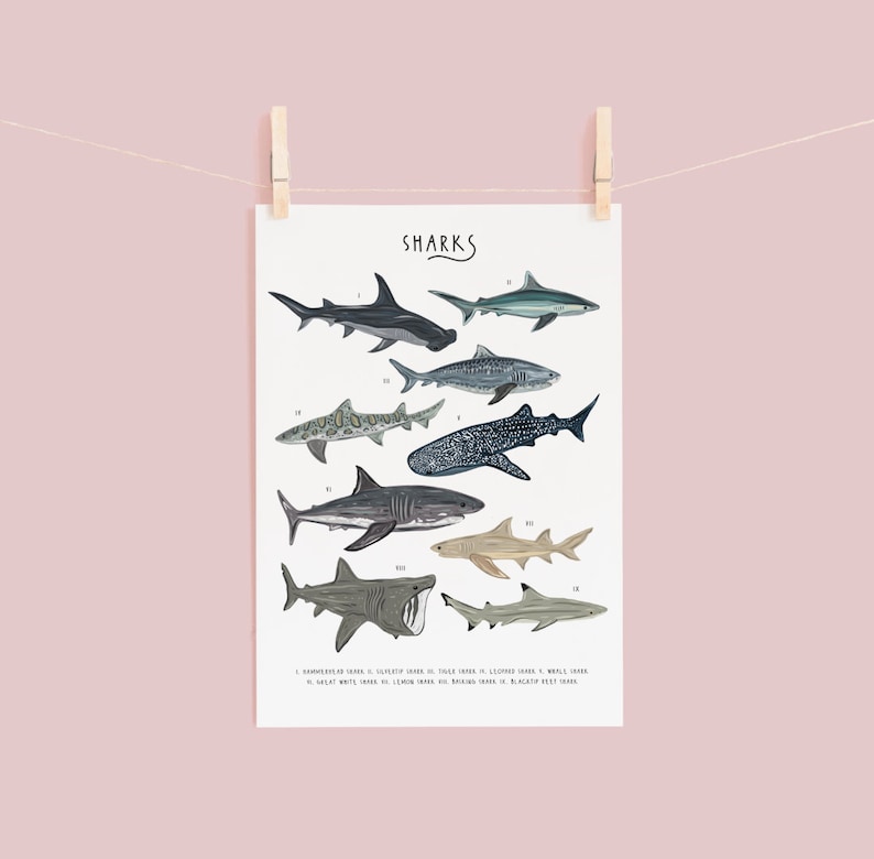 May include: A printable poster featuring illustrations of various shark species. The poster is titled "SHARKS" and lists the names of each shark type: Hammerhead Shark, Silky Shark, Tiger Shark, Leopard Shark, Whale Shark, Great White Shark, Lemon Shark, Brown Shark, Blacktip Reef Shark.