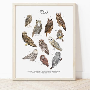 Poster di gufi, tipi di gufi, stampa per amanti della natura, guida all'identificazione dei gufi, stampa della fauna selvatica, stampa di boschi, regalo di gufi, illustrazione di gufi, poster