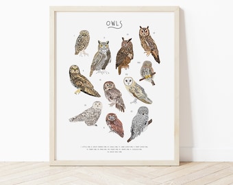 Tipos de búhos: impresión artística, guía de identificación de búhos, impresión de naturaleza