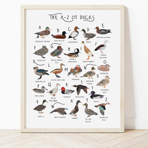 A-Z of Ducks Poster, Ducks Alphabet, Duck Poster Illustration, Bird Illustration, Duck Lovers Gift, Duck Poster, Duck Print, Types of ducks