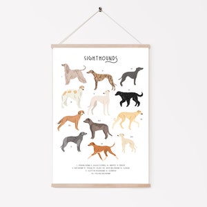 Sighthounds Print, Types of Sighthounds, Whippet Gift, Greyhound Art, Dog poster, Dog lovers gift, Sighthound gift, Dog lovers poster, Dogs image 2