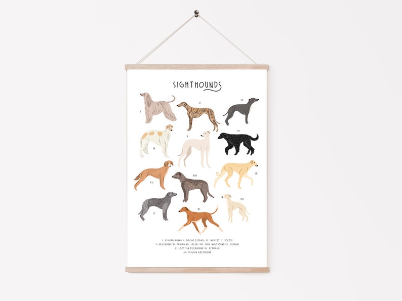 Sighthounds Print, Types of Sighthounds, Whippet Gift, Greyhound Art, Dog poster, Dog lovers gift, Sighthound gift, Dog lovers poster, Dogs image 2