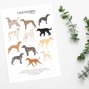 Sighthounds Print, Types of Sighthounds, Whippet Gift, Greyhound Art, Dog poster, Dog lovers gift, Sighthound gift, Dog lovers poster, Dogs image 5