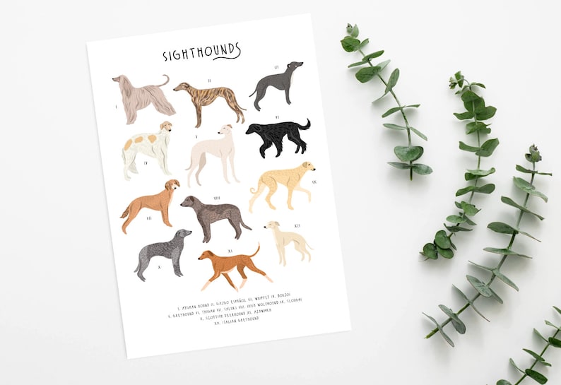 Sighthounds Print, Types of Sighthounds, Whippet Gift, Greyhound Art, Dog poster, Dog lovers gift, Sighthound gift, Dog lovers poster, Dogs image 5