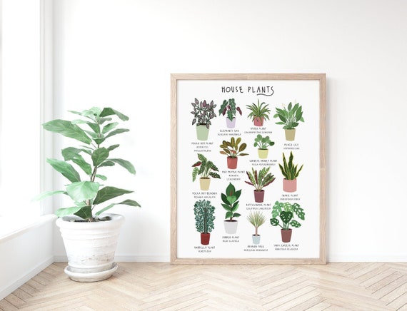 Zimmerpflanze Poster, Hauspflanze Druck, Pflanzen Poster, Hauspflanze  Identifikation Druck, Botanische Druck, Pflanzendame, Geschenk fr  Pflanzenliebhaber - Etsy sterreich