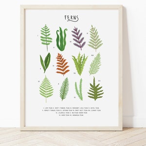 Tipi di stampa di felci, poster di felci, illustrazione di felci, arte murale della natura, arte della parete della cucina, regalo della felce, poster delle piante, stampa della felce carina, natura