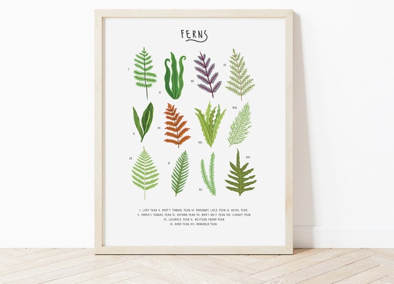 Arten von Farnen Druck, Farne Poster, Farne Illustration, Natur Wandkunst,  Kchenwandkunst, Farn Geschenk, Pflanzen Poster, Ser Farn Druck, Natur -  Etsy sterreich