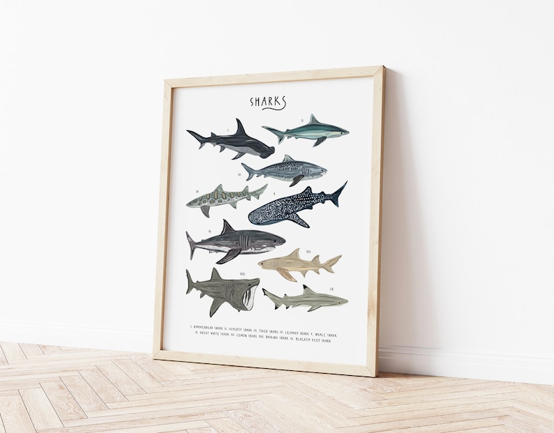 May include: A printable poster featuring illustrations of various shark species. The poster is titled "SHARKS" and includes the names of each shark type.
