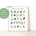 A-Z of Trees, Alphabet Print, Tree Identification Poster, British Flora ...