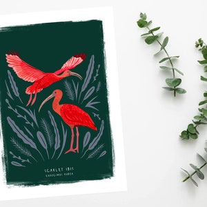 Scarlet Ibis Print, Bird Illustration, Bird Poster, Bird lovers gift, Scarlet Ibis Illustration, New home gift, Bird gift, Illustrated Birds image 4