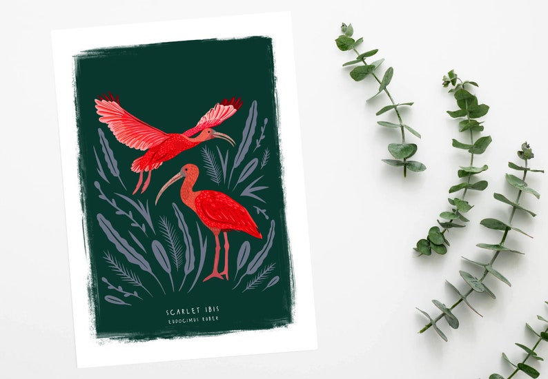 Scarlet Ibis Print, Bird Illustration, Bird Poster, Bird lovers gift, Scarlet Ibis Illustration, New home gift, Bird gift, Illustrated Birds image 4