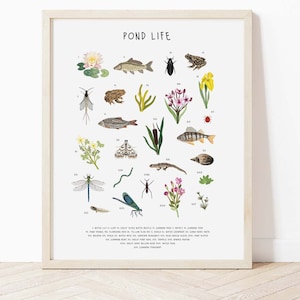 Pond Life Poster, Pond identification chart, Pond lovers gift, British wildlife, Pond poster, Garden print, Nature poster, wildlife print
