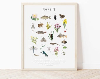Pond Life Poster, Pond identification chart, Pond lovers gift, British wildlife, Pond poster, Garden print, Nature poster, wildlife print