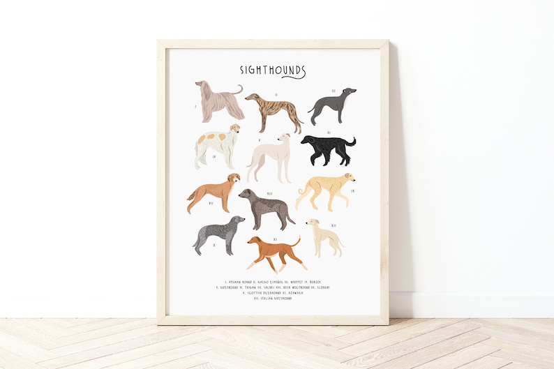 Sighthounds Print, Types of Sighthounds, Whippet Gift, Greyhound Art, Dog poster, Dog lovers gift, Sighthound gift, Dog lovers poster, Dogs image 1