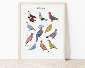 Tipos de impresión de palomas, póster de palomas, impresión de palomas, regalo de palomas, palomas ilustradas, póster de aves, impresión de aves, regalo para amantes de las palomas, aves