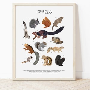 Eichhörnchen Poster, Arten von Eichhörnchen Druck, Eichhörnchen Illustration, Eichhörnchen Arten Druck, Eichhörnchen Liebhaber Geschenk, Wildtier Kunst, Tierkunst