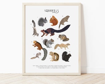 May include: A colorful illustrated poster featuring 12 different types of squirrels. The poster is titled "Squirrels" and includes the scientific name of each squirrel.