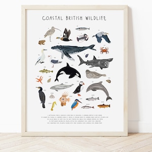 Coastal British Wildlife Print, Poster della fauna selvatica costiera, Fauna selvatica britannica, Fauna selvatica sul mare, arte della natura, stampa per gli amanti degli animali, stampa nautica