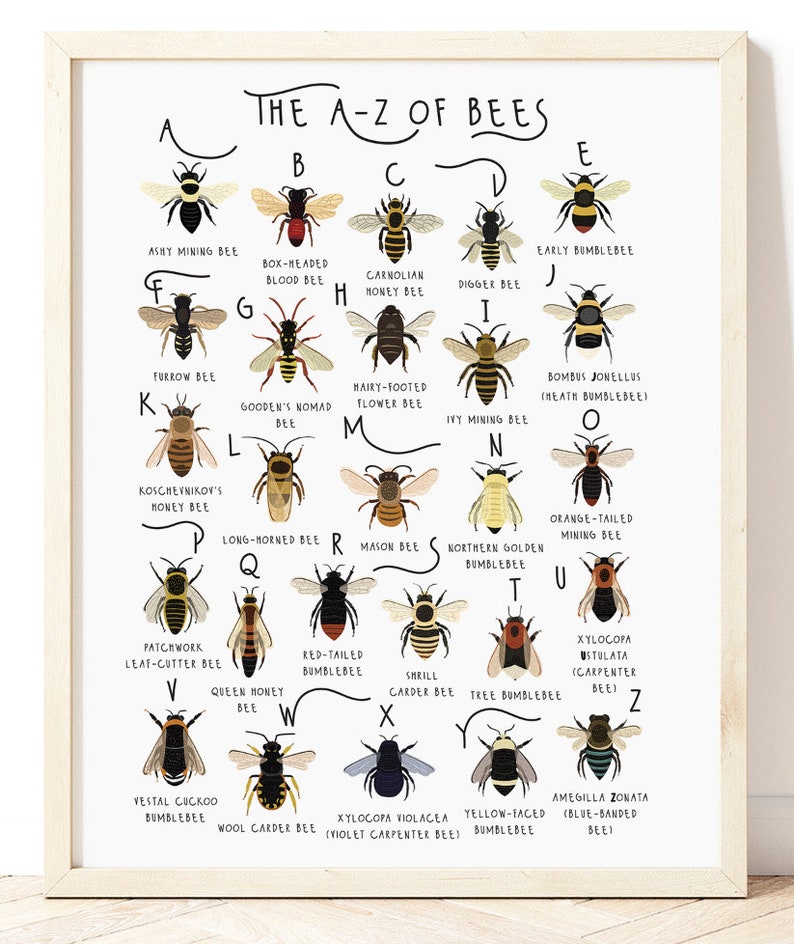AZ of Bees Bee Print Types of Bees Art Alphabet Poster Etsy
