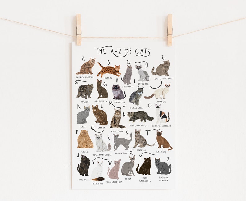 AZ of Cats Poster Cats Alphabet Cat Poster Illustration Etsy UK
