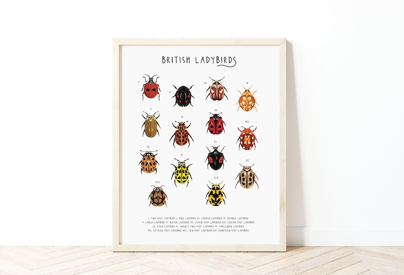 British Ladybirds Poster, Ladybird Identification Print, Natural ...